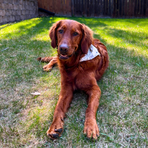 Picture for category Canine